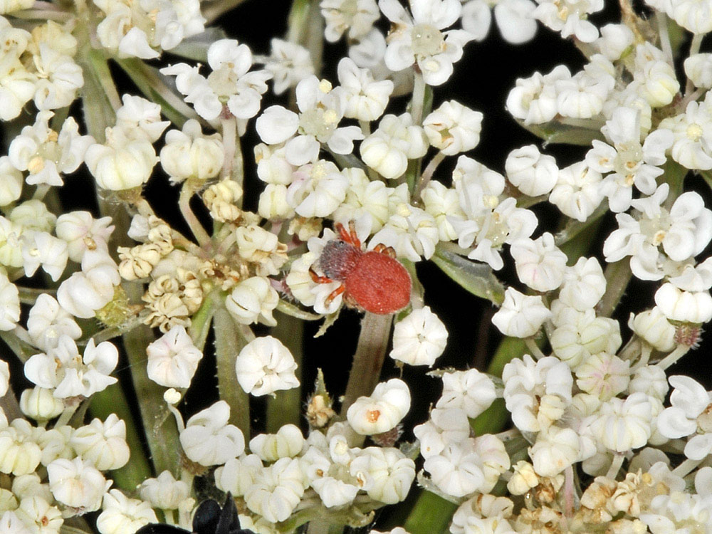 Giovane Ballus rufipes - Borrello (CH)
